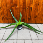 Aloe vera (Aloe vera) - výška 20-30 cm, kont. C1L